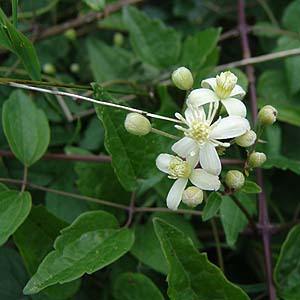 クレマチス・ビタルバ Clematis vitalba クレマチス・ビタルバ Clematis vitalba